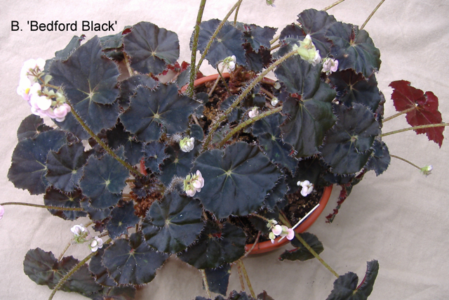 B. ‘Bedford Black’